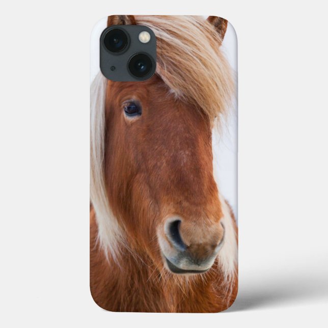 Icelandic Horse during winter  2 (Verso)