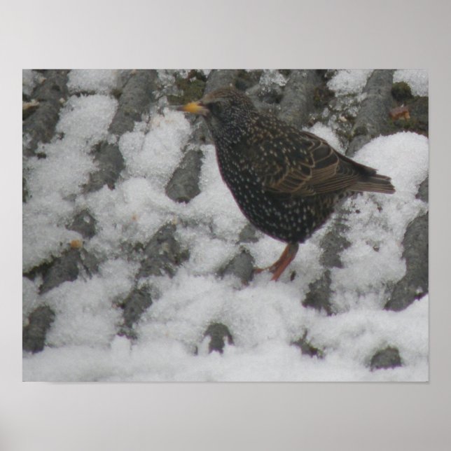 Icy Feet Starling Impressão (Frente)