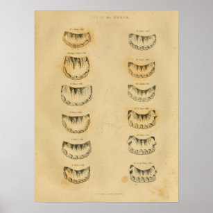 Gráfico de rosto de cavalo sorrindo com dentes grandes · Creative