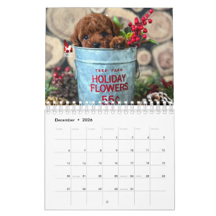 Idaho Jewels Poodles   Calendário 2026