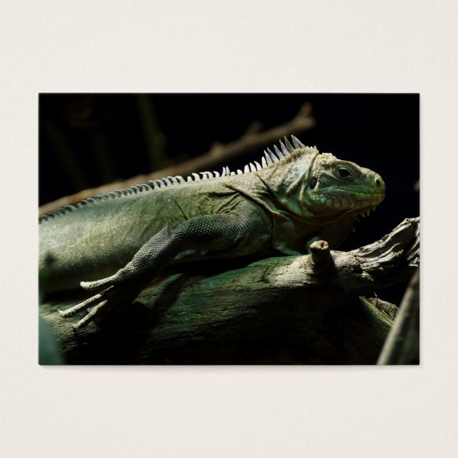 Iguana delicatissima (Frente)
