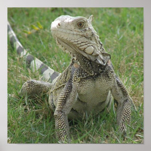 Iguana Impressão