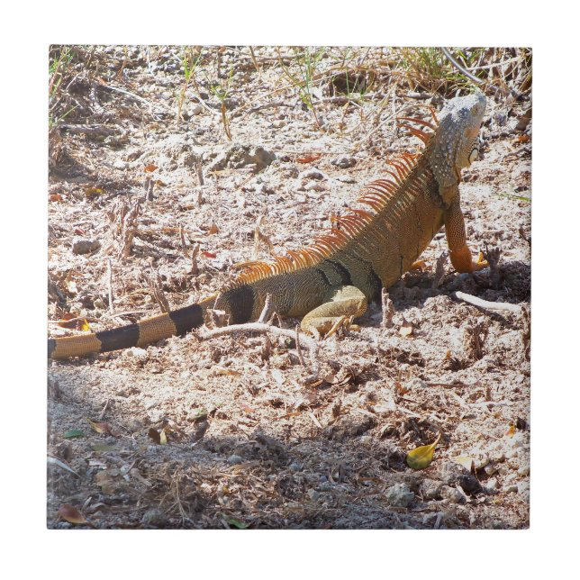 Iguana laranja caça (Frente)