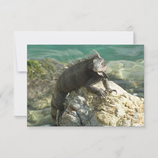 Iguana nas Rochas na Rua. Thomas (Frente)