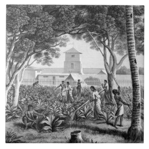 Ilha de Guam: Nativos no trabalho no jardim de t
