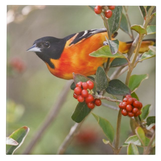 Ilha de South Padre, Texas, EUA, Baltimore Oriole (Frente)