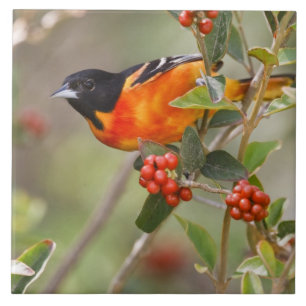 Ilha do Padre do Sul, Texas, EUA, Baltimore Oriole