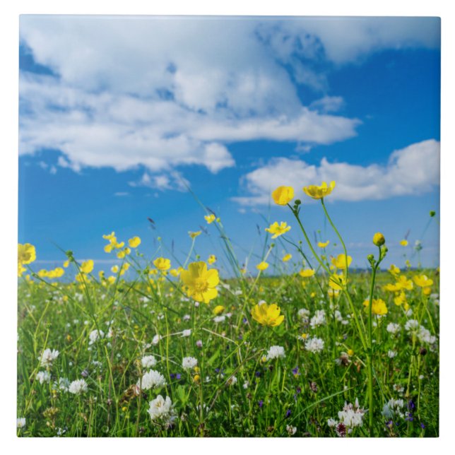 ilha do Uist do Sul | Escócia (Frente)