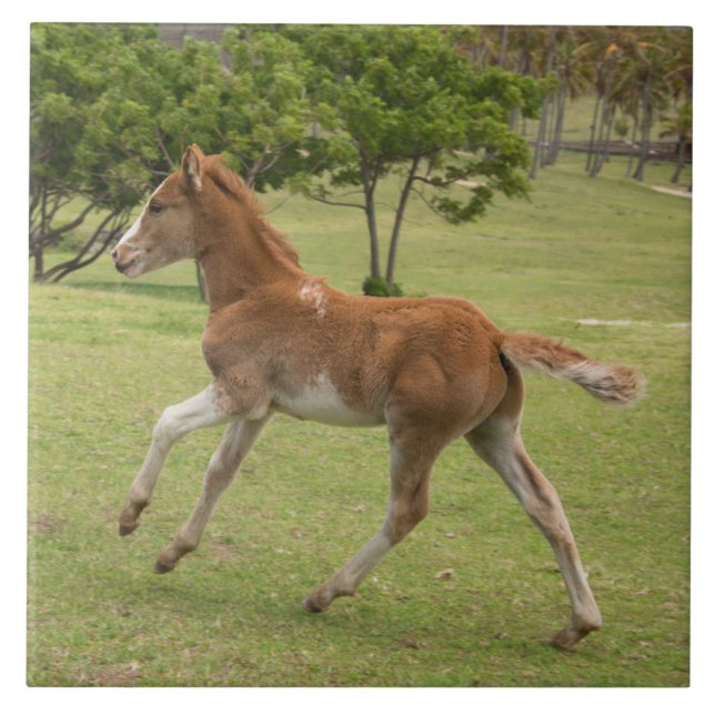 Ilha páscoa Rapa Nui (Frente)