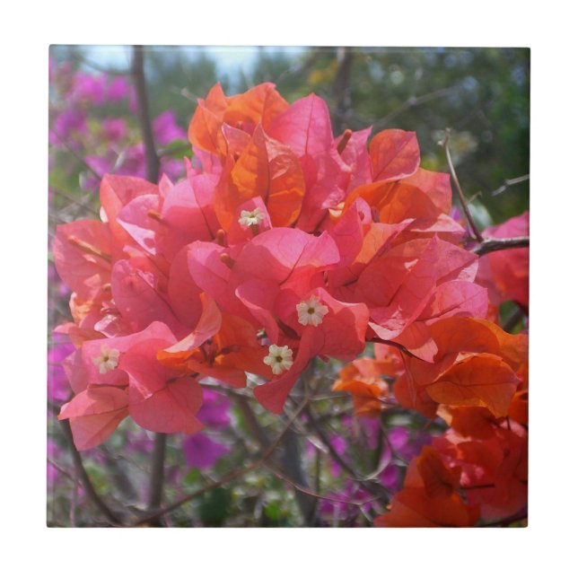 Ilha Tropical Rosa Bougainvillea Floral (Frente)