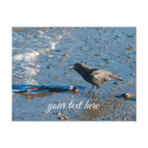 Ilha Whidbey Washington Praia Crow Cartão Postal d