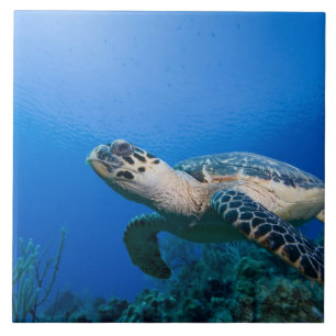 Ilhas Cayman, Little Cayman Island, Subaquático 2