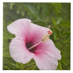 Ilhas Cook, Atiu. Flor de Hibiscus.