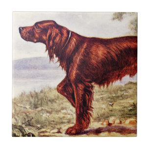 Ilustração 1900 do setter irlandês do cão