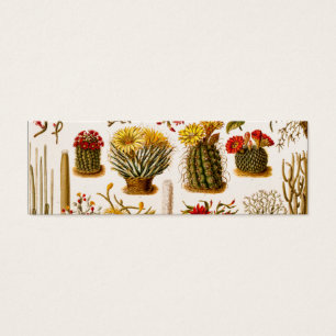 Ilustração 1911 floral velha da flor do cacto do