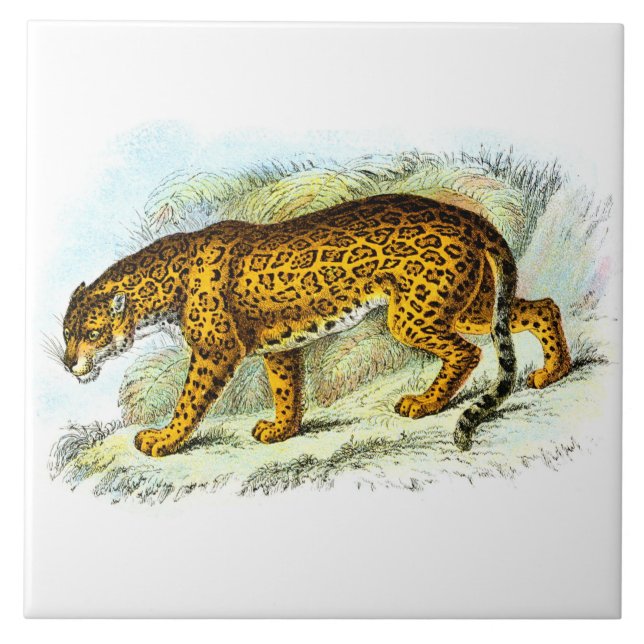 Ilustração Animal Vintage Jaguar (Frente)