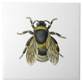 Ilustração antiga da abelha