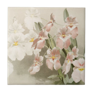 Ilustração Antiga do Flor das Orquídeas Brancas