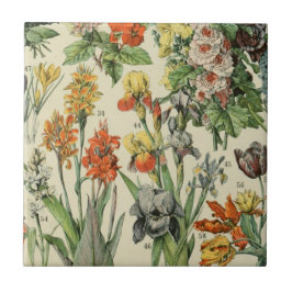 Ilustração Botânica Adolph Millot 2