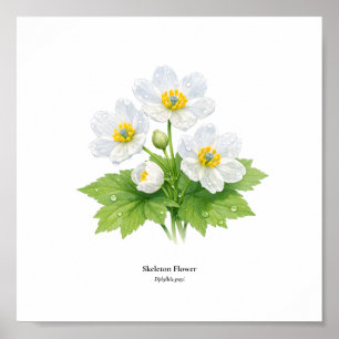 Ilustração Botânica da Flor Esqueleto – Impressão