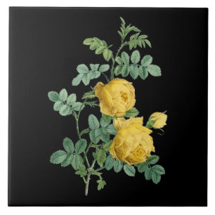 Ilustração botânica do vintage do rosa amarelo