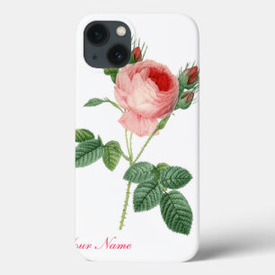 Ilustração botânica rosa rosa rosa rosa rosa-rosa