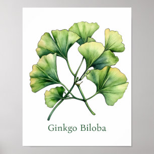 Ilustração Botânica Vintage de Ginkgo em Poster