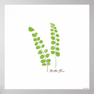 Ilustração Button Fern Fern Botanical Impressão