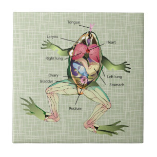 Ilustração da Anatomia do Sapo