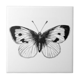 Ilustração da borboleta de couve branca do vinta