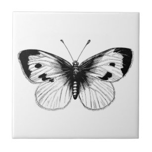 Ilustração da borboleta de couve branca do vintage