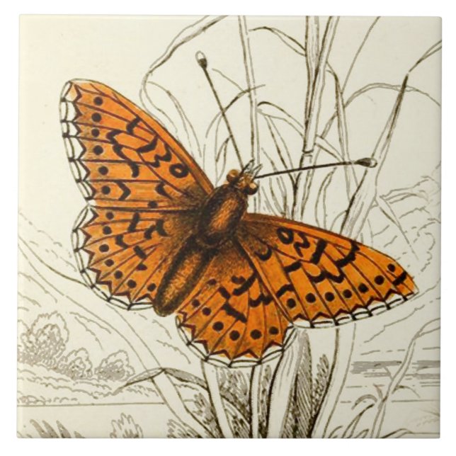 Ilustração da borboleta de safra, laranja e preto (Frente)