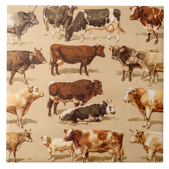 Ilustração da fazenda das vacas de leiteria de (Frente)