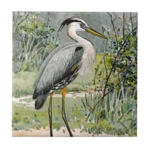 Ilustração da garça-real de grande azul
