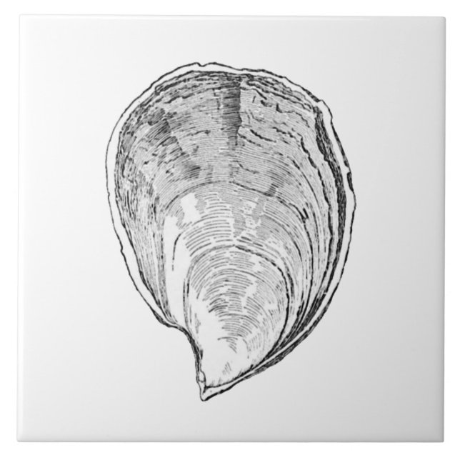 Ilustração da ostra da Olympia (Frente)