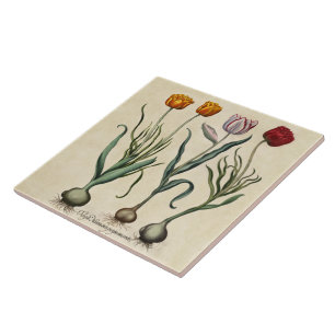 Ilustração da tulipa do vintage