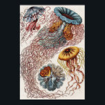 Ilustração da vida marinha - Ernst Haeckel Poster<br><div class="desc">Discomedusae-Scheibenquallen de Kunstformen der Nature (1904) por zoólogo alemão,  naturalista,  professor e biólogo marinho Ernst Haeckel (1843-1919). Original da Biblioteca do Congresso. As formas geométricas e naturais,  capturadas com excepcional precisão.</div>