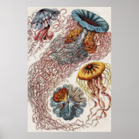 Ilustração da vida marinha - Ernst Haeckel Poster