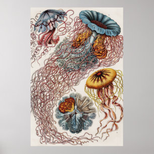 Ilustração da vida marinha - Ernst Haeckel Poster