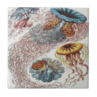 Ilustração da vida marinha - Ernst Haeckel Poster