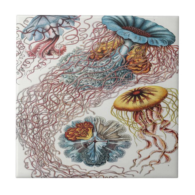 Ilustração da vida marinha - Ernst Haeckel Poster (Frente)