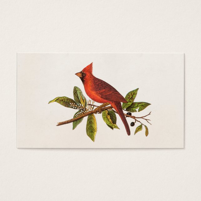 Ilustração das aves cardinais Vintage - década de  (Frente)