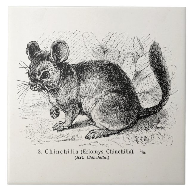 Ilustração das chinchilas da chinchila dos 1800s (Frente)