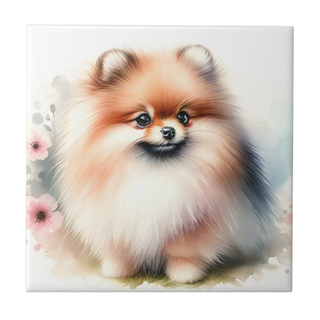 Ilustração de aquarela da Pomerânia Cuta (Frente)