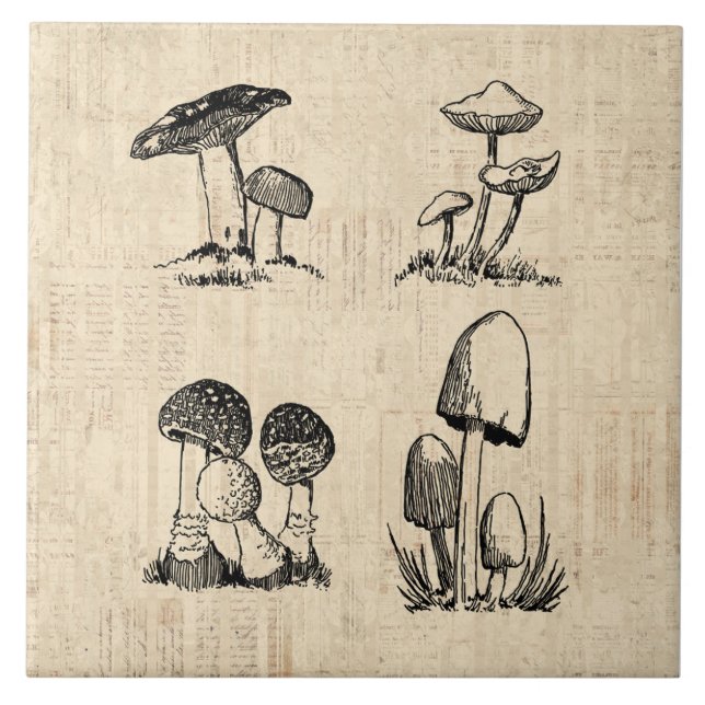 Ilustração de Arte Vintage Mushroom (Frente)