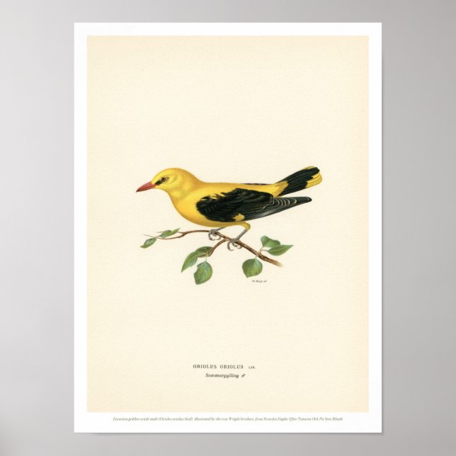 Ilustração de aves de safra - Ouro Oriole - Poster (Frente)