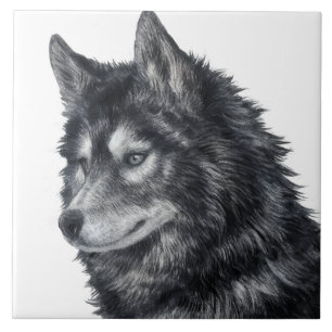 Ilustração de Cachorro Balto