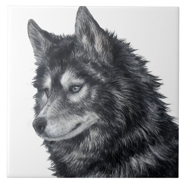 Ilustração de Cachorro Balto (Frente)