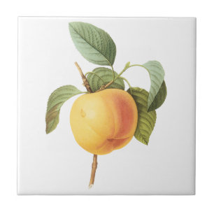 Ilustração de comida de fruta antiga, maçã Calvill