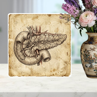 Ilustração de Esboço de Anatomia do Pâncreas Vinta